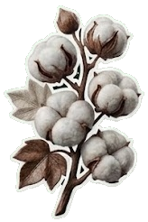 Cotton commodity