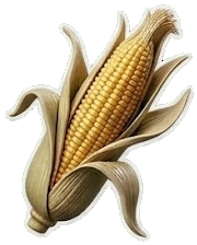Maize commodity