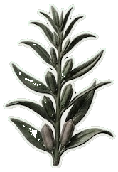 Rhodes Grass commodity
