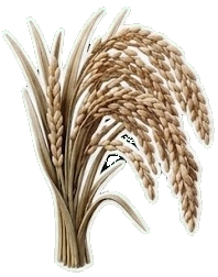 Rice commodity
