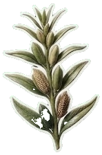 Sesame commodity