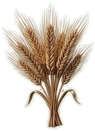 Wheat commodity