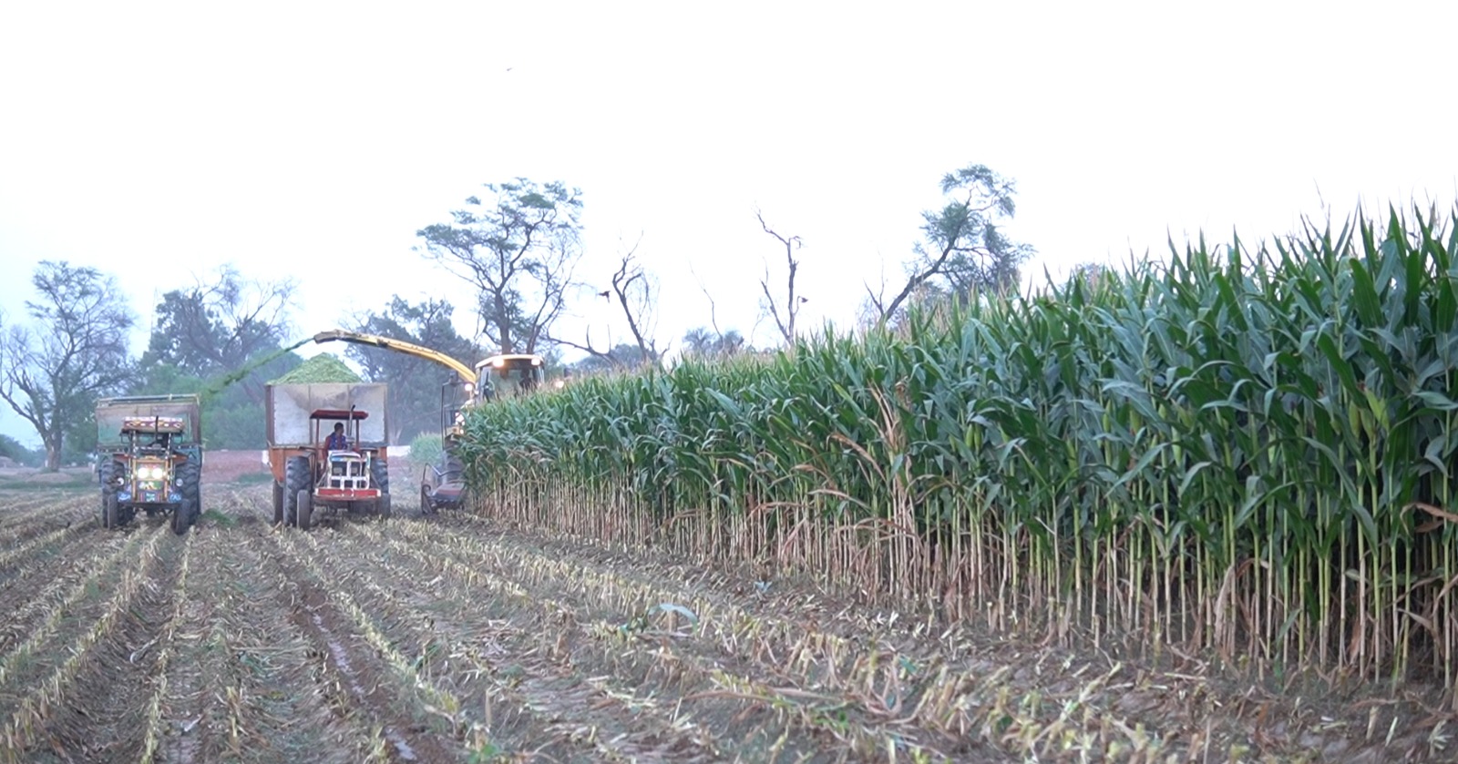 Commercial Maize Harvest and Silage Operations in Khanewal High-yield commercial maize crop harvesting and silage operations in Khanewal