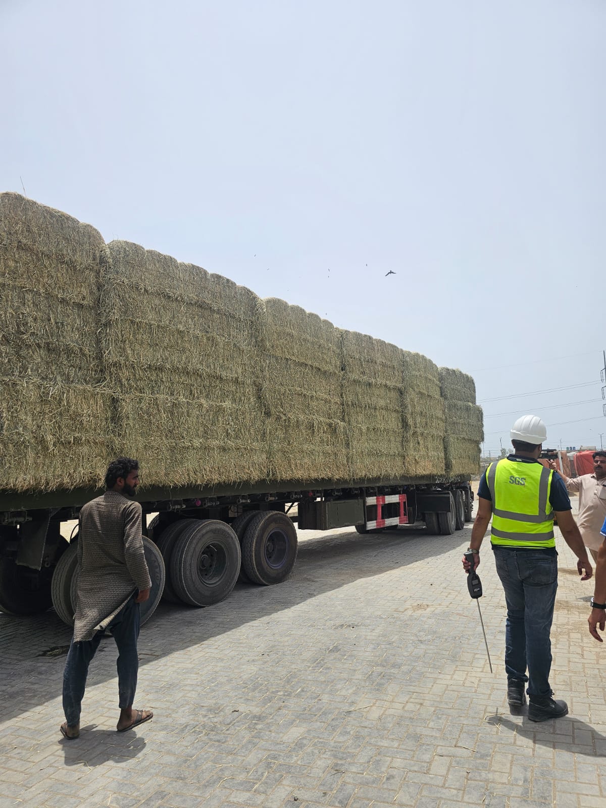 SGS Quality Verification for Rhodes Grass Export to UAE SGS quality inspector verifying high-density export-spec Rhodes grass bales on transport trailer