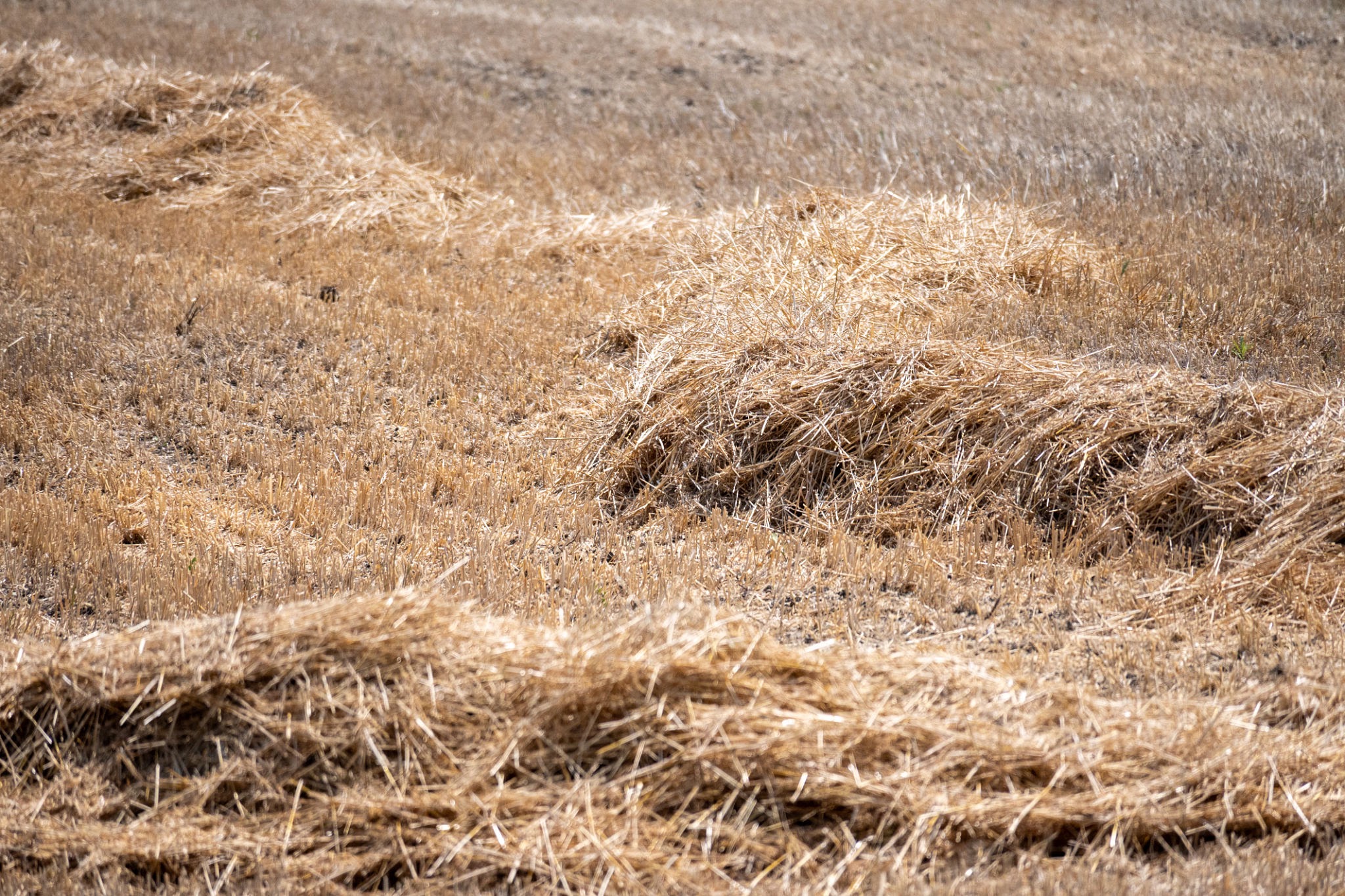 Mechanized Wheat Straw Crop Residue Aggregation in Punjab Rows of dry wheat straw crop residue harvested in field for biomass feedstock supply chain in Punjab