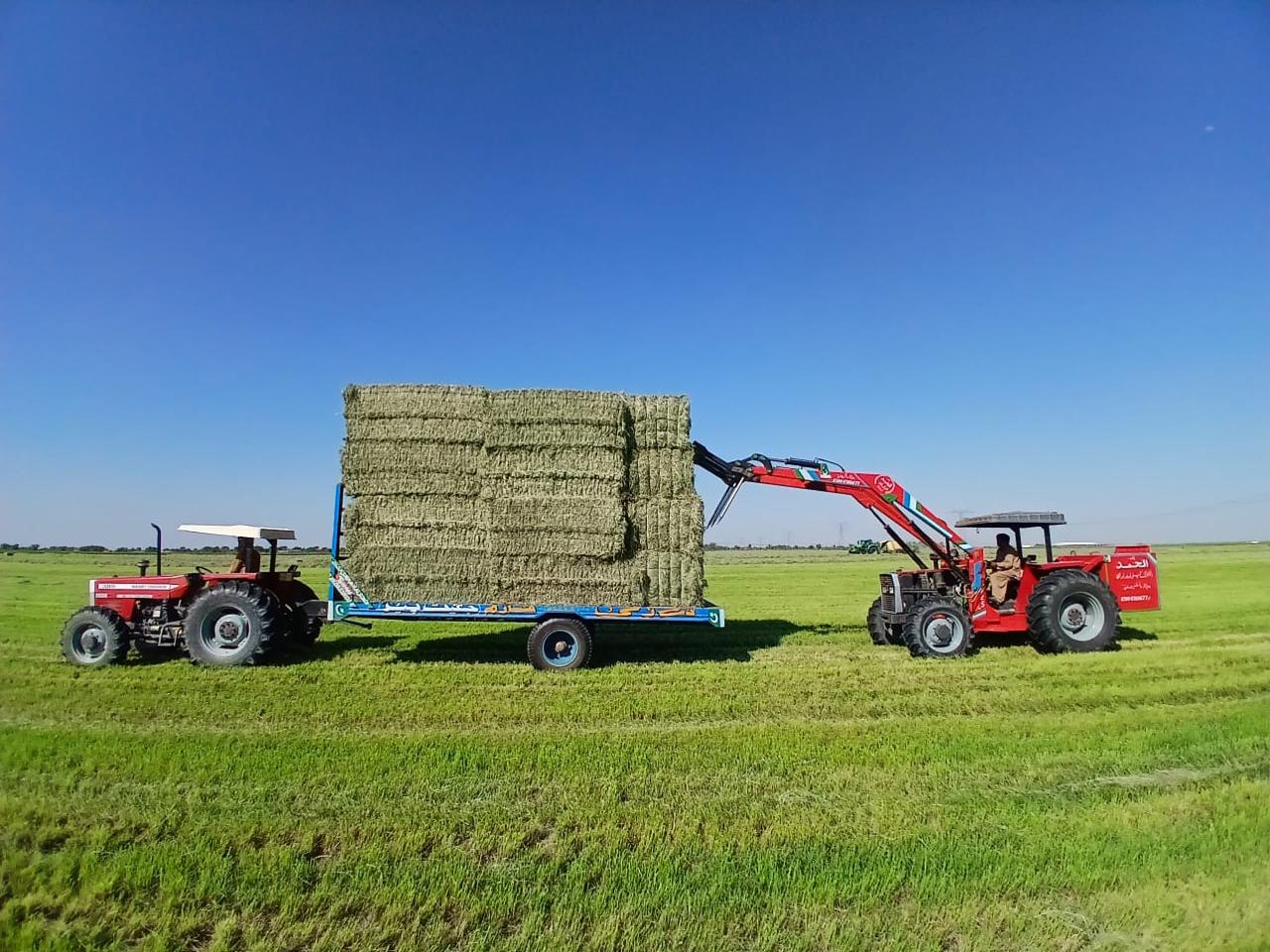 Commercial Rhodes Grass Bales Loading for Export Tractor loader lifting and stacking export-spec Rhodes grass bales on commercial transport trailer