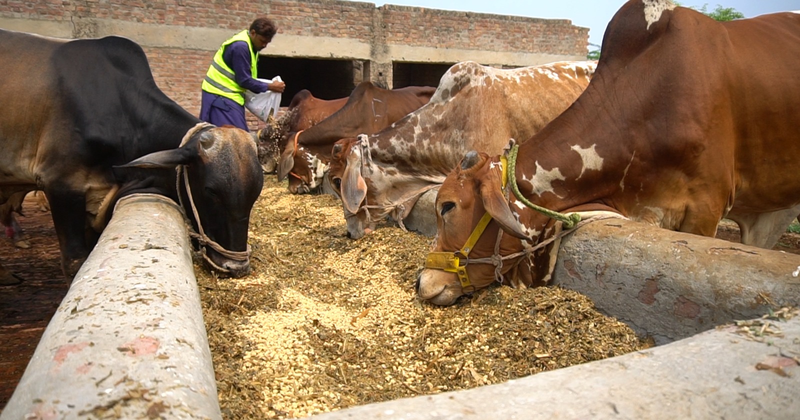 Precision Livestock Nutrition & Fattening Operations Cattle feeding at feeding trough under precision nutrition and veterinary monitoring
